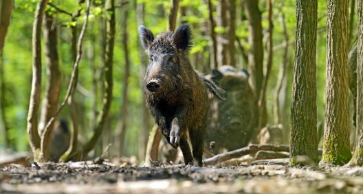 Easy Ways to Make Hog Hunting Bait in Your Own Kitchen - Wide Open Spaces