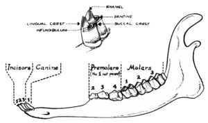 How to Tell the Age of a Deer By Analyzing Its Teeth