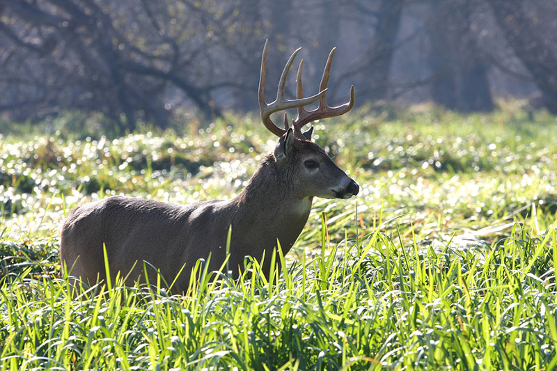 25 Deer Hunting Jokes Everyone Can Laugh At Wide Open Spaces   Joke1 