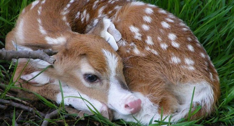 10 Jaw-Dropping Photos of Piebald Deer - Wide Open Spaces