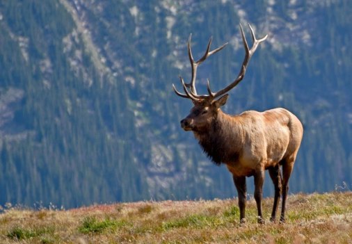 Why Elk Hunting in the Rocky Mountains is the Epitome of American ...