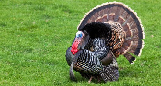 7 Mistakes Beginner Turkey Hunters Make - Wide Open Spaces