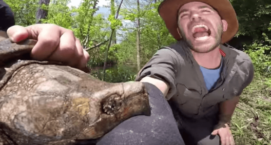 Man Lets Enormous Alligator Snapping Turtle Bite His Arm - Wide Open Spaces