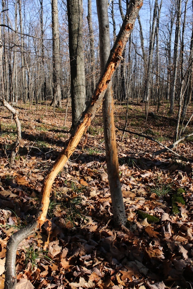 10 Photos of Buck Rubs Guaranteed to Pump You Up for Deer Season - Wide ...