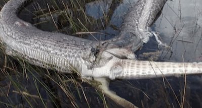 Look What Happened to This Python After It Swallowed an Alligator