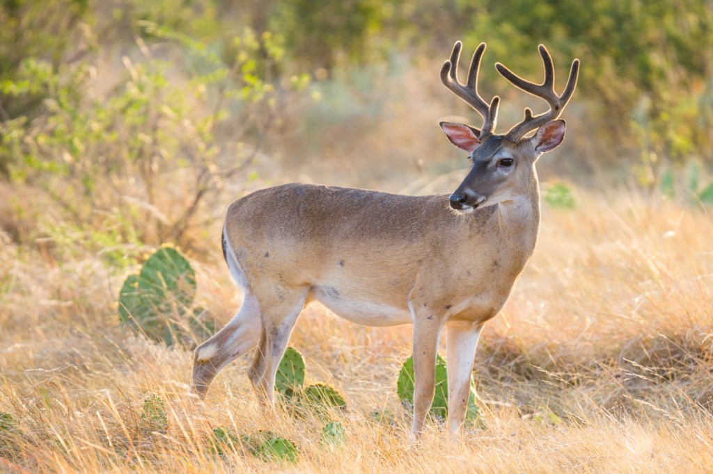 Public Land in Texas: A (Very) Brief History - Wide Open Spaces