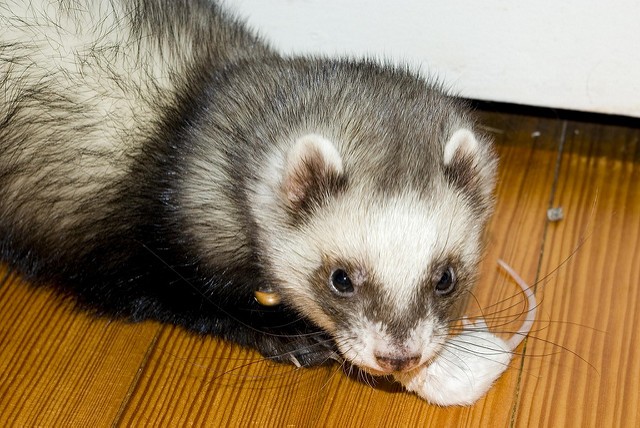 Ferrets eat cat store food