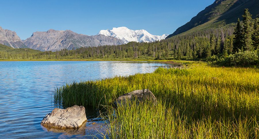 Where and How to Hunt Bison in America