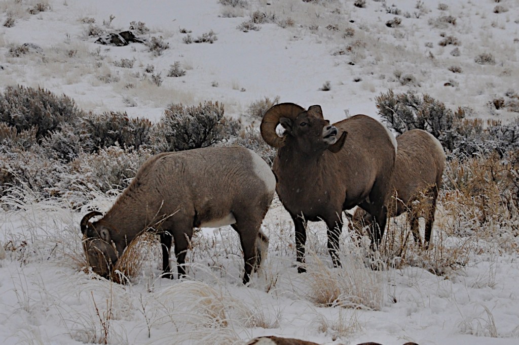 Remembering the South Dakota Bighorn Sheep That Claimed the New World ...