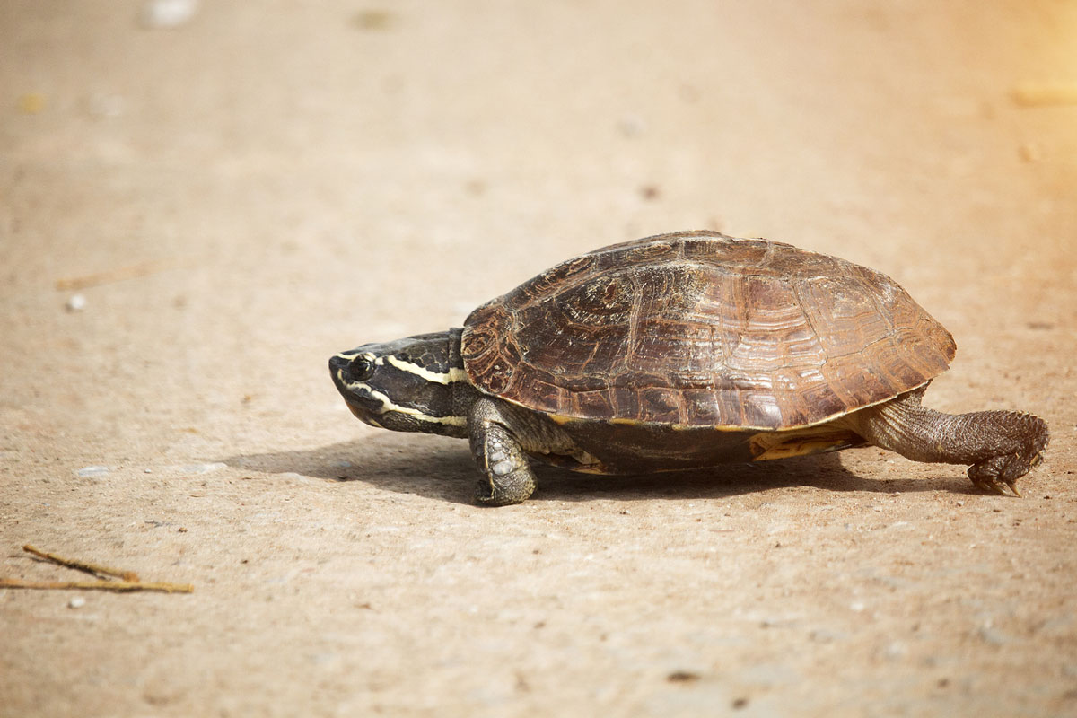 Turtles Crossing Roads: Drivers Be Aware!