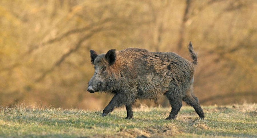 10 of the Best States for Hog Hunting - Wide Open Spaces