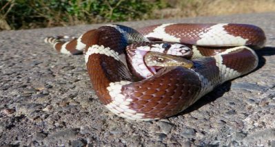 Remember This Alligator Lizard's Epic Last-Ditch Effort? - Wide Open Spaces