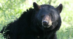 Do Bears Poop While Hibernating? - Wide Open Spaces