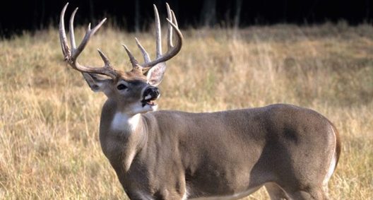 Five Trends That Will Shape Hunting in 2017