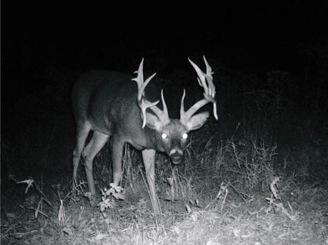 The Internet's Top 8 Deer Trail Camera Pictures