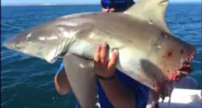 Monster Hammerhead Crushes Six-Foot Whaler Shark