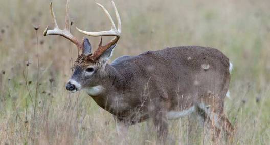 Hoof Rot Likely Spreading Through the Kansas Deer Population, and Fast