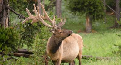 Trophy Bull Elk Takes Epic, Tumbling Spill - Wide Open Spaces