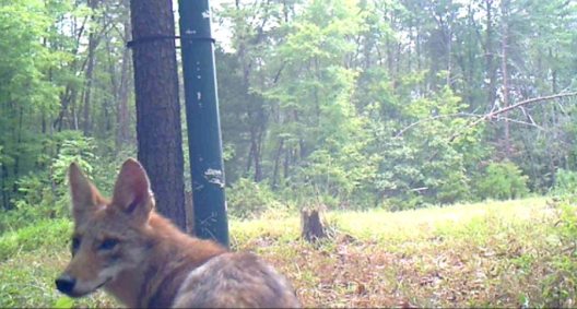 The Georgia Coyote Challenge, According to Local Hunters - Wide Open Spaces