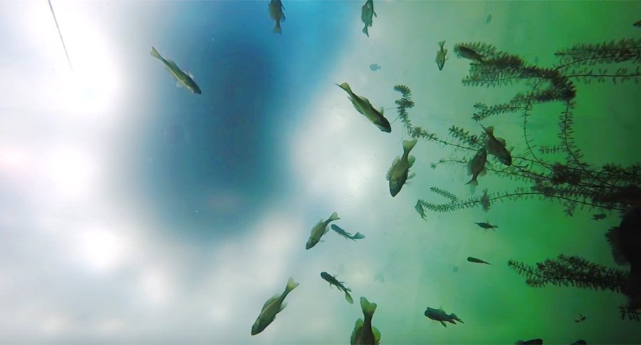 Incredible Underwater Camera View of Ice Fishing