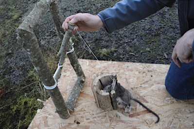 The Spanish Windlass Snare: An Effective Solution For Rats And Mice 