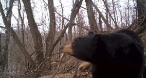 Fascinating Footage Shows Black Bear Emerging From Den - Wide Open Spaces