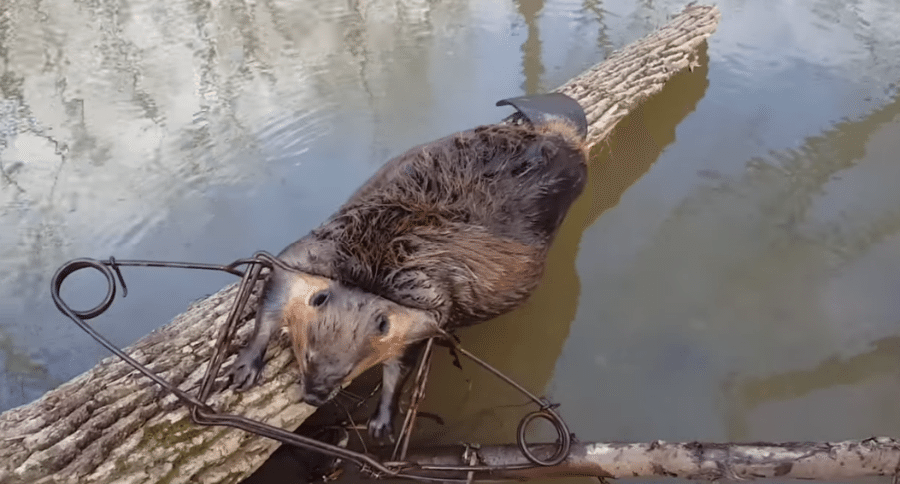 BEAVER TRAPPING WITH CONIBEARS AND FOOT HOLDS - LONG LINE TRAP CHECK! 