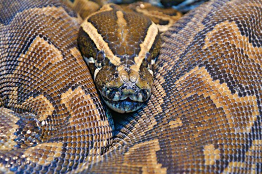 Python Vomits Up Whole Deer In Front of Stunned Snakehunters - Wide ...