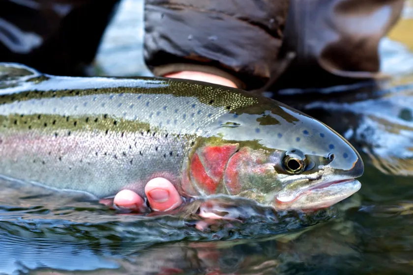 Steelhead Runs in New York: 10 Fisheries Guaranteed to Produce