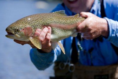 Steelhead Runs in New York: 10 Fisheries Guaranteed to Produce