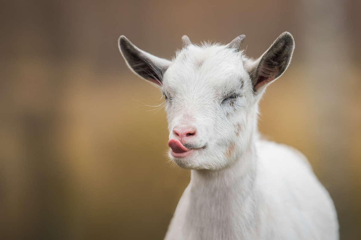 20-best-goat-names-for-your-furry-kid