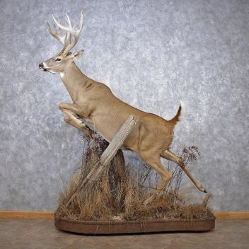 7 Creative Ways to Mount Your Deer - Wide Open Spaces