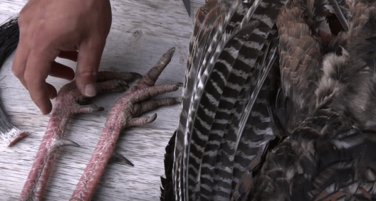 Everything You Need to Know to Field Dress and Clean a Turkey - Wide