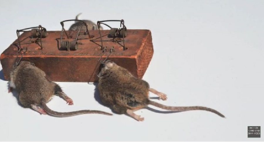 The Rope & TP Roll Bucket Mouse Trap - As Seen On Reddit. Mousetrap Monday  