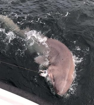 This 25 Foot Shark is Largest Ever Caught by Rod and Reel in Europe ...