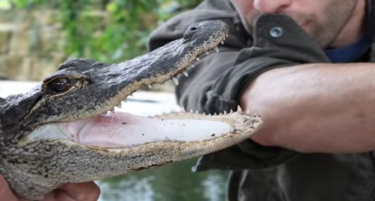 Man Lets Gator Bite His Arm... Because His Viewers Asked Him To - Wide ...