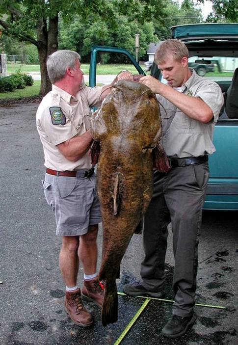 Monster 103-Pound Flathead is Not a Record Because of the Way it Was ...