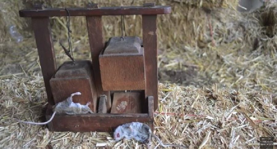 Catching 2 Mice @ The Same Time With An Antique Wooden Box Mouse Trap.  Mousetrap Monday. 