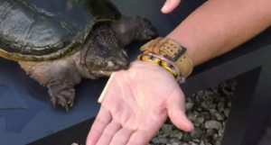 Ouch! This Guy Intentionally Allows a Snapping Turtle to Bite Him ...