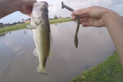 Bass Fishing 101: Fearlessly Fish Bass in Cover Vegetation - Wide