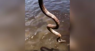 Would You Hulk Smash a Dirt Wall and Catch a Snake Like This? - Wide ...