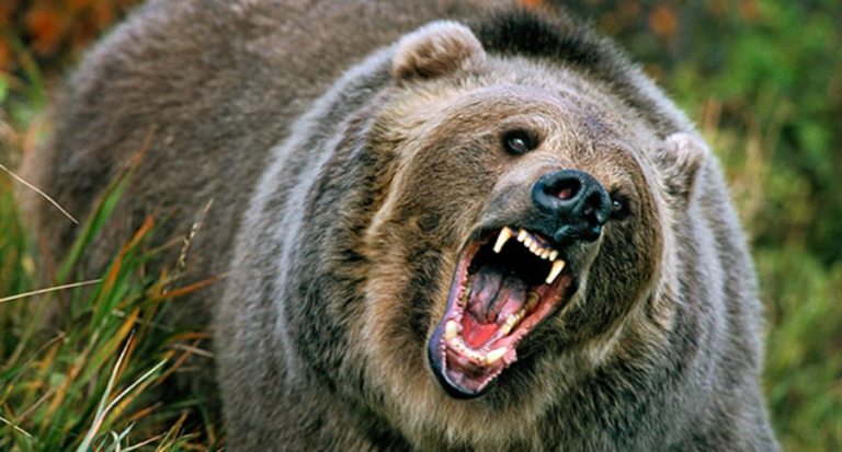 Two Men Mauled by Grizzly While Scouting for Hunting Areas - Wide Open ...