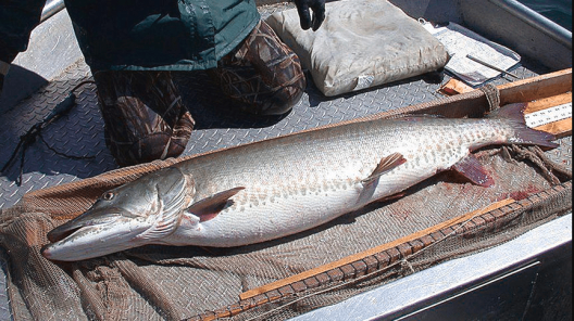 5 Monster Minnesota Muskie Lakes You Might Not Have Heard About - Wide ...