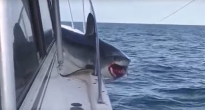 Real Life Jaws: Huge Mako Gets Stuck After Jumping Onto Boat - Wide ...