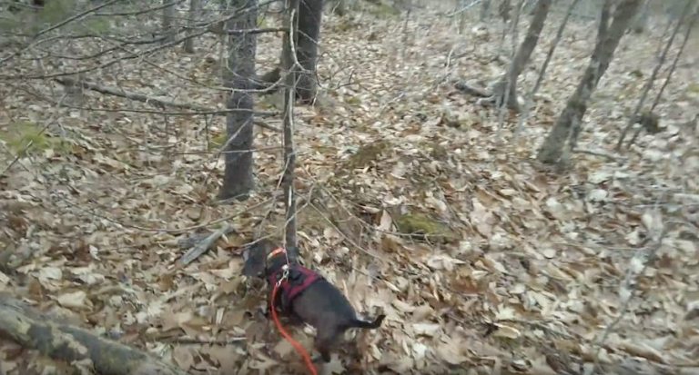 This is How Fast a Good Tracking Dog Can Find a Wounded Deer - Wide ...