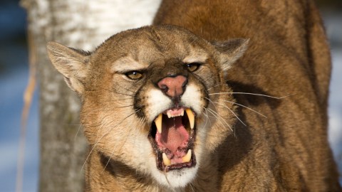 Fatal Mountain Lion Attacks