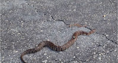 Guy Snags a Snake While Fishing, Now What? - Wide Open Spaces