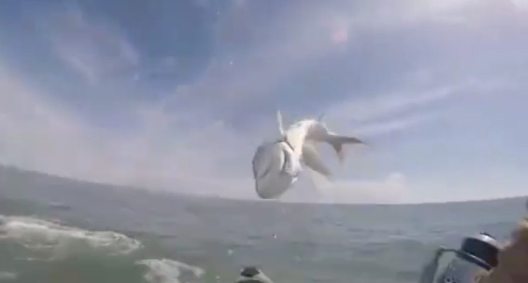 Jumping Tarpon Gets Insanely Close to Knocking Out Kayak Fisherman ...