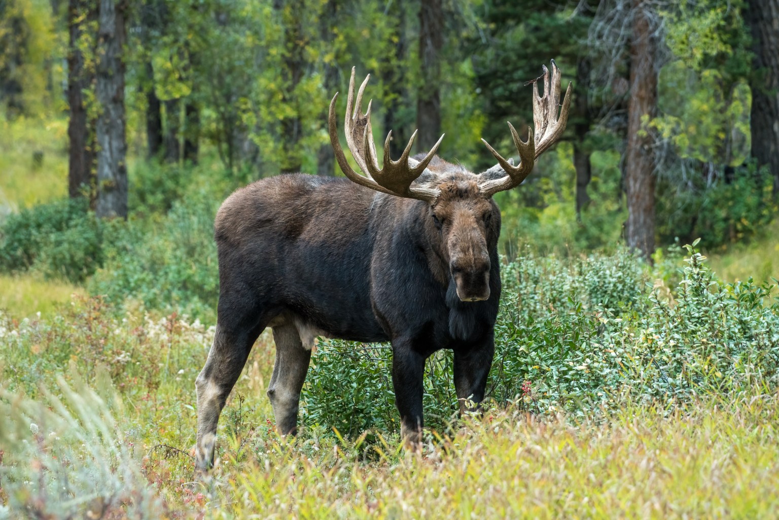 4 Biggest Mule Deer Kills of All-time