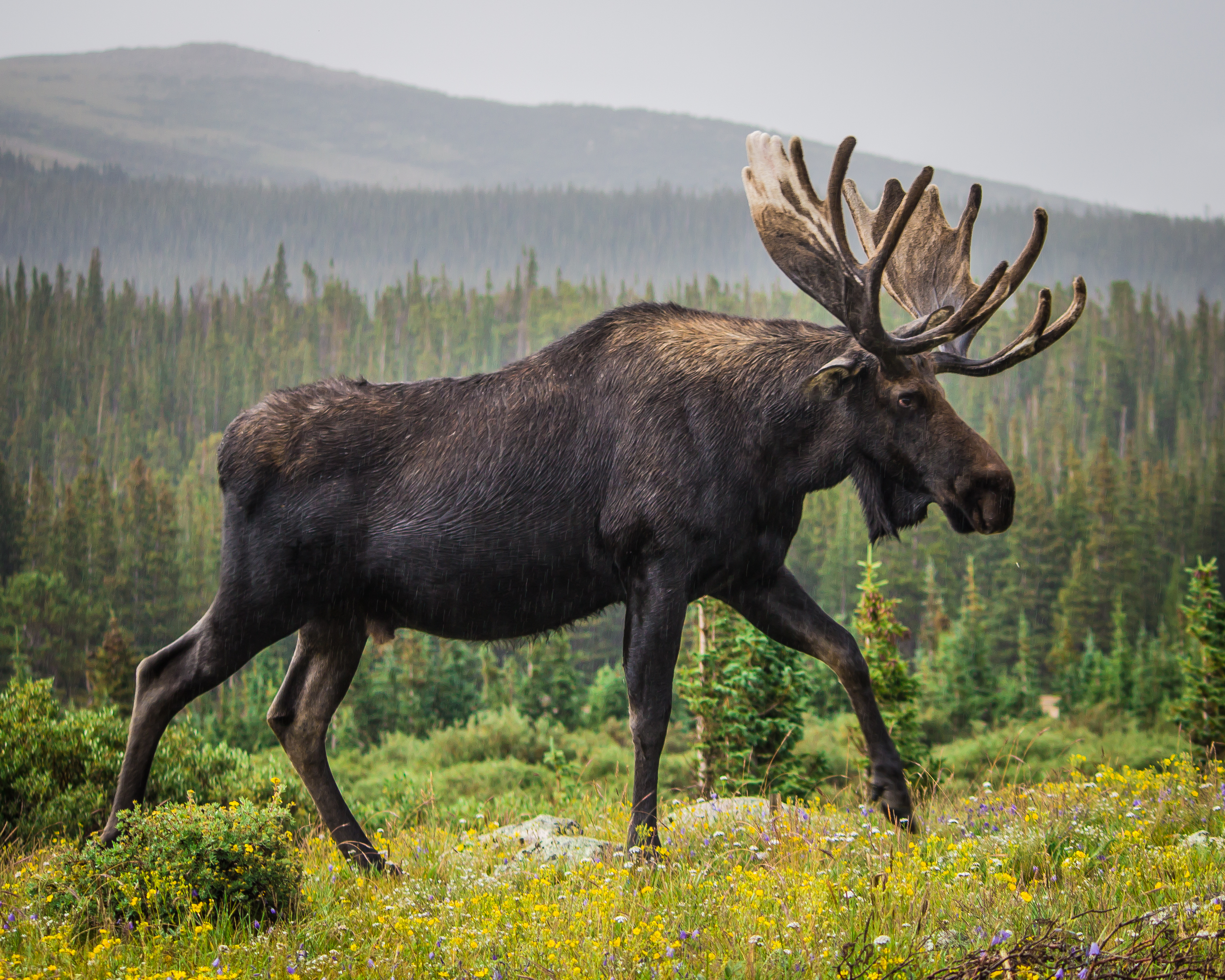 Huge Moose walking through Brainard Lake in Colorado